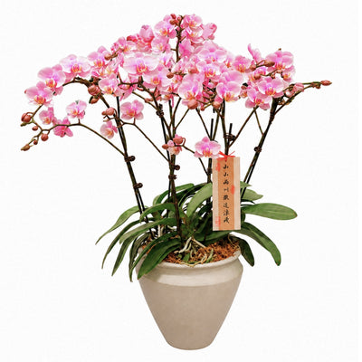 PHALAENOPSIS ARRANGEMENT S/O $109.90
