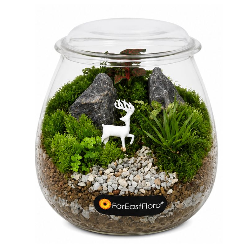 TERRARIUM ARRANGEMENT S/O $29.90