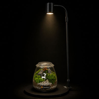 TERRARIUM ARRANGEMENT S/O $29.90