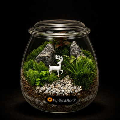 TERRARIUM ARRANGEMENT S/O $29.90