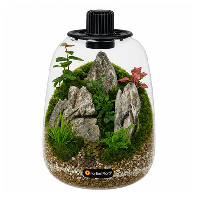 TERRARIUM ARRANGEMENT S/O $119.90