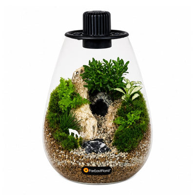 TERRARIUM ARRANGEMENT S/O $129.90