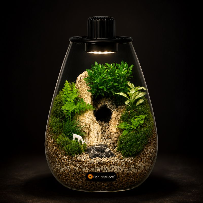 TERRARIUM ARRANGEMENT S/O $129.90