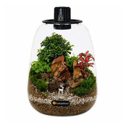 TERRARIUM ARRANGEMENT S/O $129.90