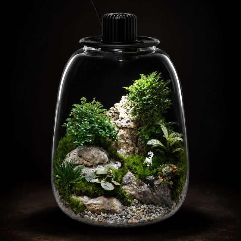 A clear glass terrarium with a black lid and power cap, containing a miniature landscape with green moss, small plants, rocks, and gravel, photographed against a dark background.