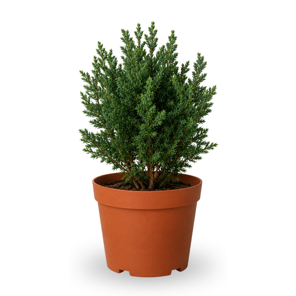 JUNIPERUS CHINENSIS-黄金龙柏锦 (TB)