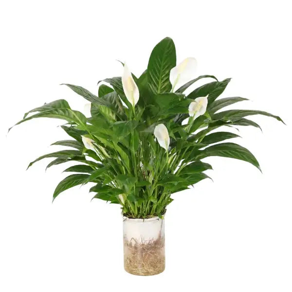 SPATHIPHYLLUM CHOPIN HYDRO P12C- 水培美酒 (AF)