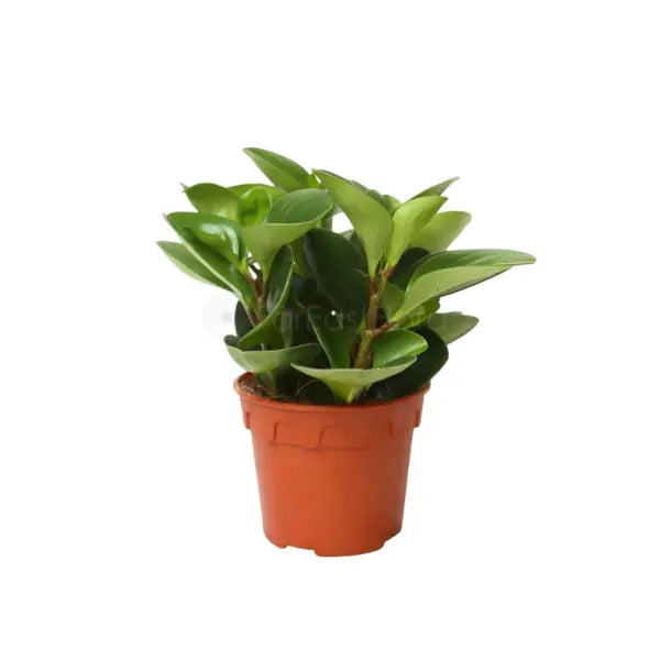 PEPEROMIA OBTUSIFOLIA GREEN P12C (SH/TYM)
