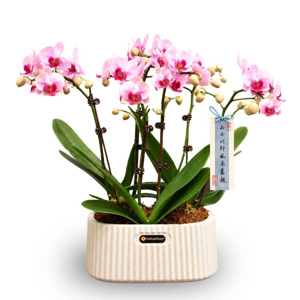 PHALAENOPSIS ARRANGEMENT S/O $79.90