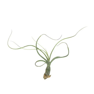 T. BUTZII Medium (Height 21.5 cm)