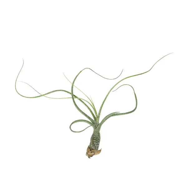 T. BUTZII Medium (Height 21.5 cm)