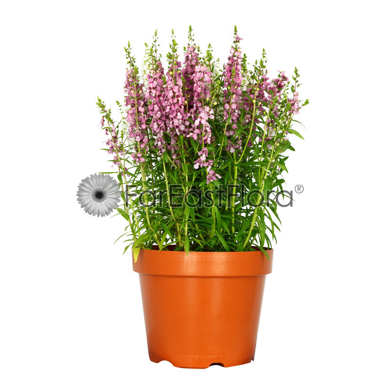 ANGELONIA GP622/P23C (YX/SH)