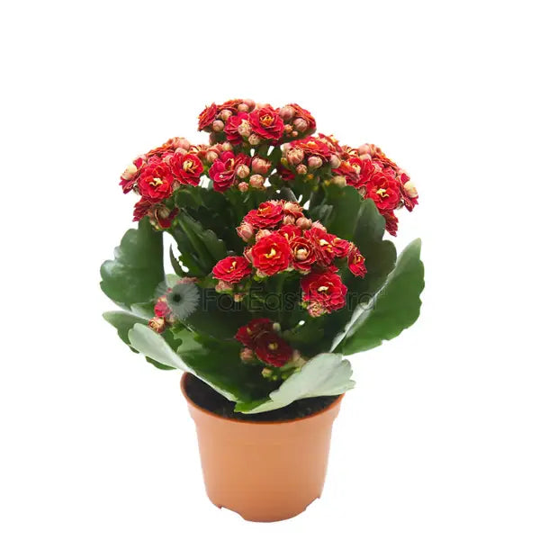 KALANCHOE ASSORTED P10.5C (PR)
