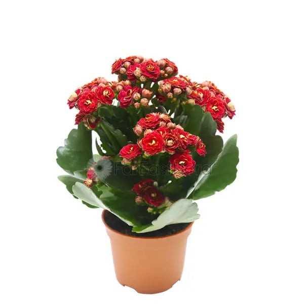 KALANCHOE ASSORTED P10.5C (PR)