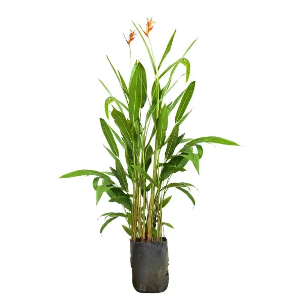 HELICONIA NICKERIENSIS YELLOW FLOWER P/B 14X16 3-4FT (YN)