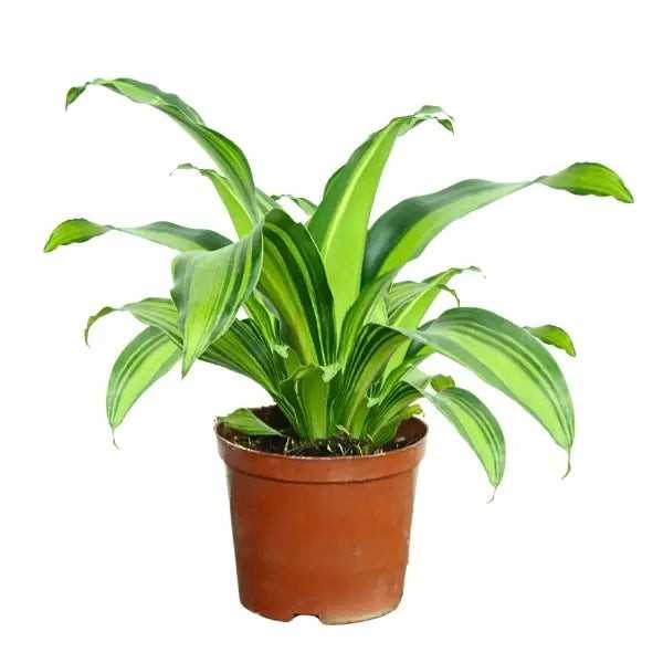 DRACAENA FRAGRANS P9C-金灿灿 (TB/AW)