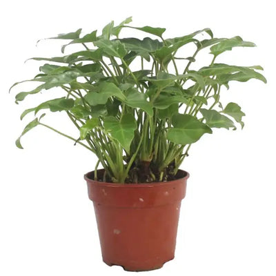 PHILODENDRON XANADU P17C (GA)