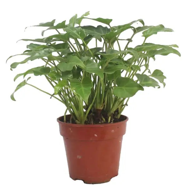 PHILODENDRON XANADU P17C (GA)