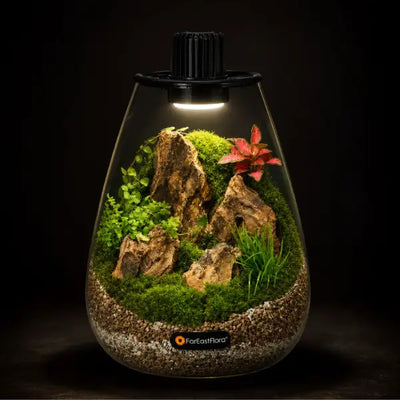 TERRARIUM ARRANGEMENT S/O $119.90