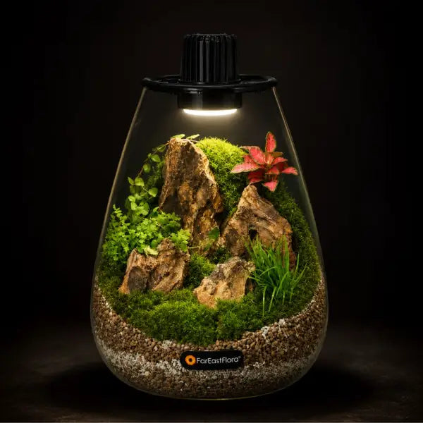 TERRARIUM ARRANGEMENT S/O $119.90