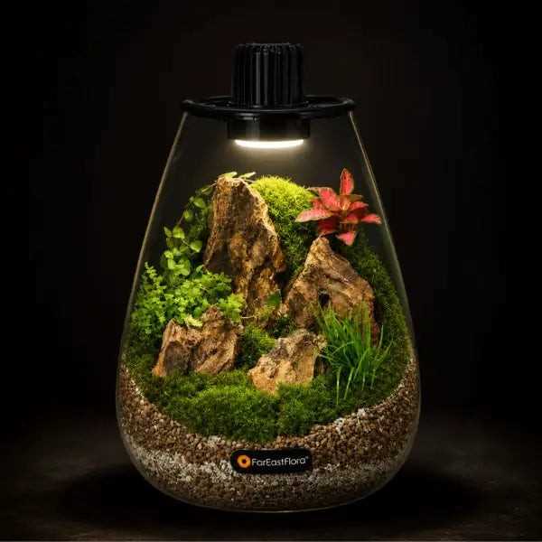 TERRARIUM ARRANGEMENT S/O $119.90