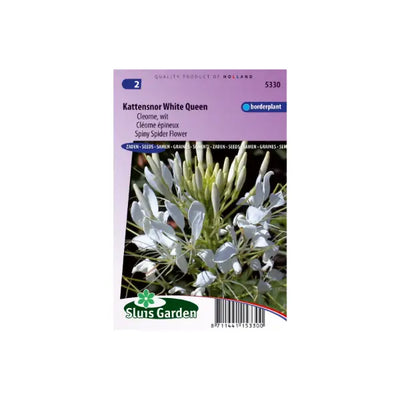 SL5330 Spiny Spider Flower White Queen
