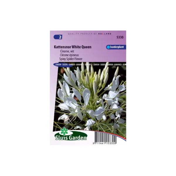SL5330 Spiny Spider Flower White Queen