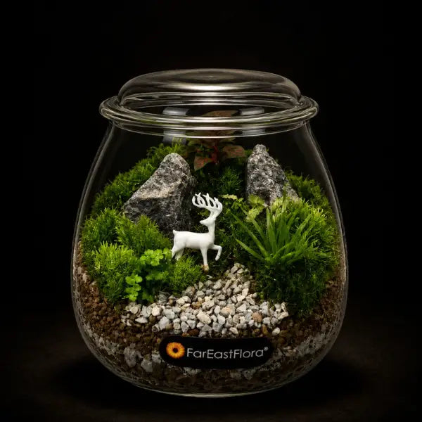 TERRARIUM ARRANGEMENT S/O $29.90