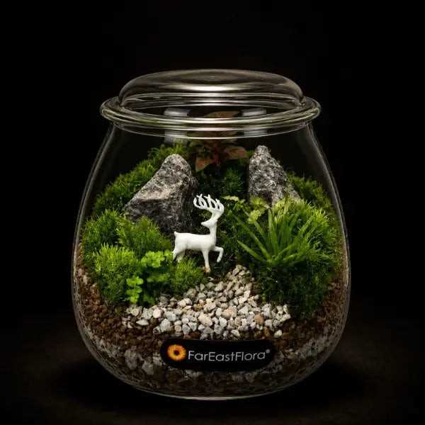 TERRARIUM ARRANGEMENT S/O $29.90