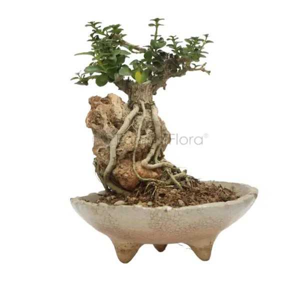 TABLE BONSAI ASSORTED (PSG)