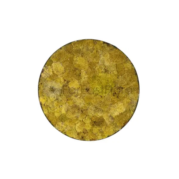 MOSS WALL ART ROUND 60CM 005 (SF)