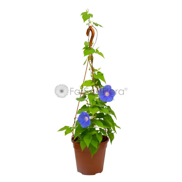 CONVOLVULUS MORNING GLORY HG (CJ)