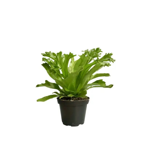 ASPLENIUM LESLIE - 8CM (YG)