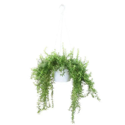 ROSEMARY PROSTRATUS HG P15C (PR/JH)