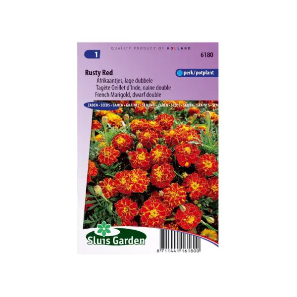 SL6180 French Marigold Rusty Red dwarf double