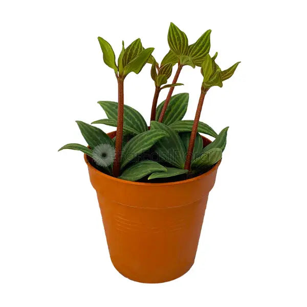 PEPEROMIA TETRAGONA PUTEOLATA P8.5C(PR)