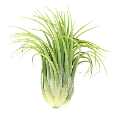 T. IONANTHA SCAPOSA Extra Large (Height 12.5 cm)
