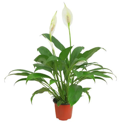 SPATHIPHYLLUM CHOPIN P10C-美酒 (TB/HF)