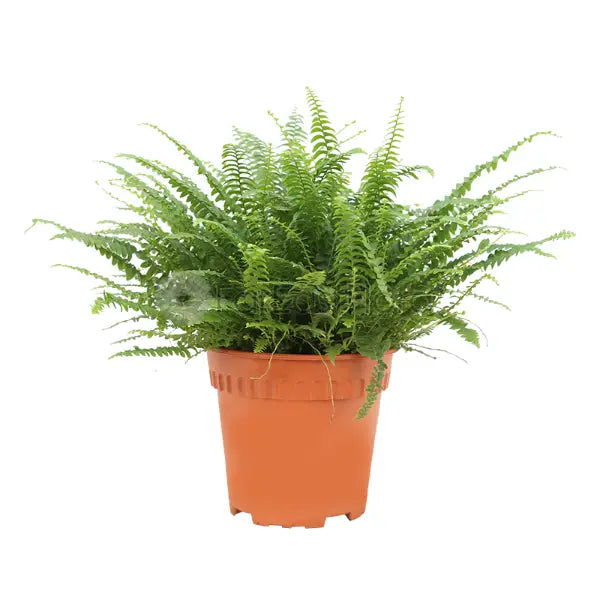 BOSTON FERN P15C (PR/JH)