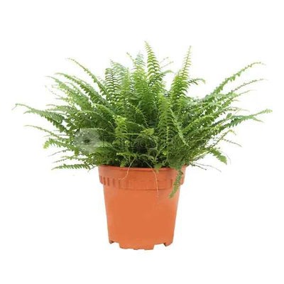 BOSTON FERN P15C (PR/JH)