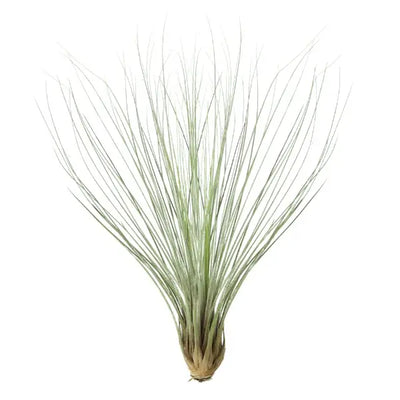 T. JUNCEA Large (Height 30 cm)