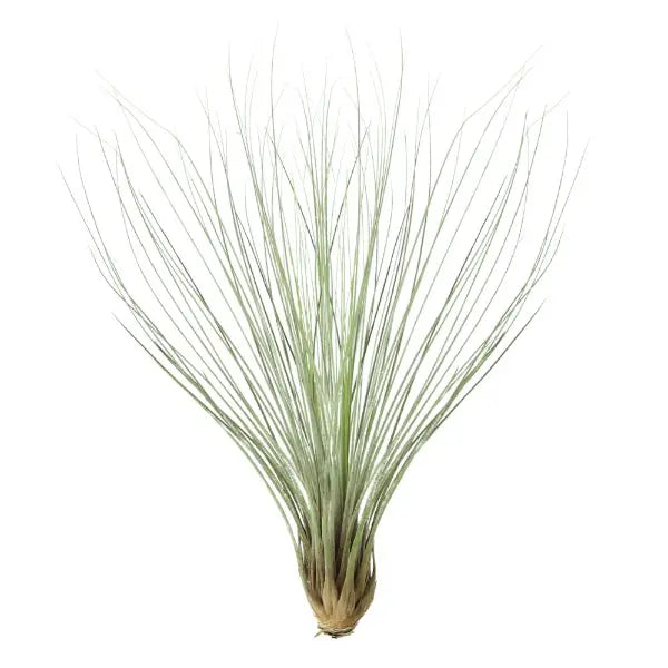 T. JUNCEA Large (Height 30 cm)