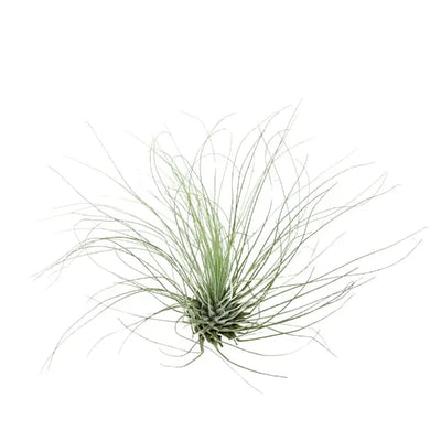 T.FUCHSII (ARGENTEA) Extra Large (Width 12.5 cm)