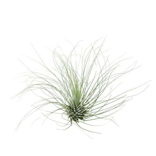 T.FUCHSII (ARGENTEA) Extra Large (Width 12.5 cm)