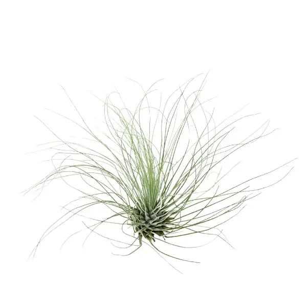 T.FUCHSII (ARGENTEA) Extra Large (Width 12.5 cm)