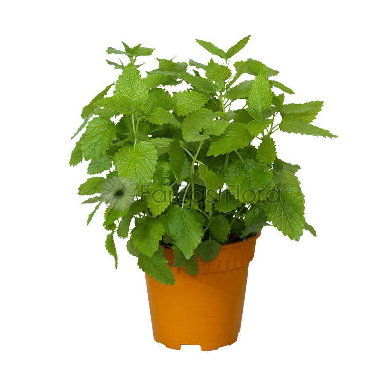 Lemon Balm (P15c)