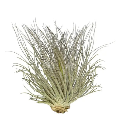 T. MAGNUCIANA Medium (Width 12.5 cm)