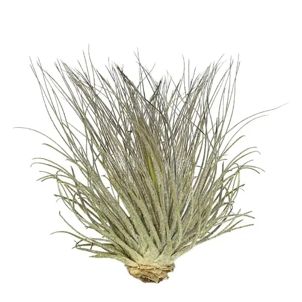 T. MAGNUCIANA Medium (Width 12.5 cm)