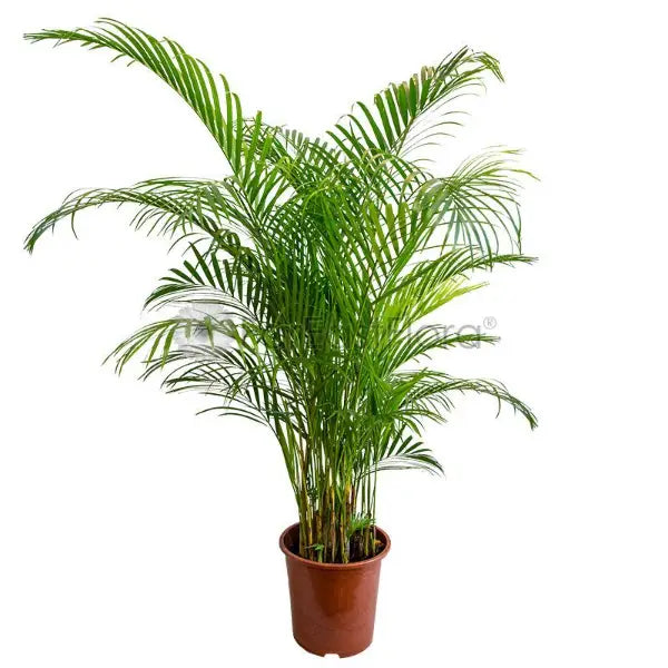 YELLOW PALM 1.6-1.8M-散尾葵 (TB)