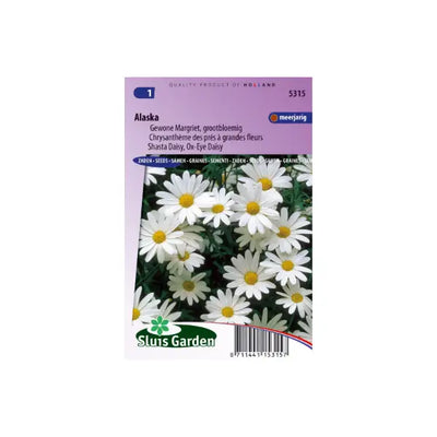 SL5315 Shasta Daisy Alaska